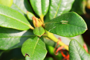  Small insect called candy-striped leafhopper, red banded leafhopper or graphocephala coccinea