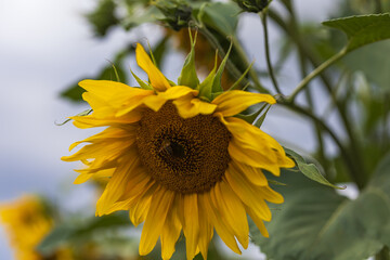 Obraz premium Blooming sunflower and bee in a beautiful garden