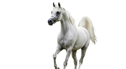 Obraz premium white horse isolated on white