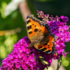 Painted Lady Butterfly