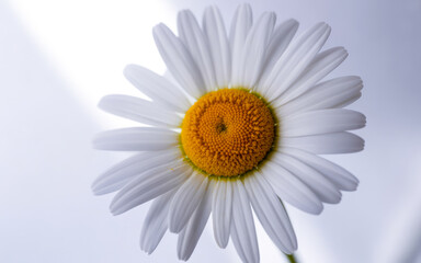 Close-up of a white daisy flower with yellow center
