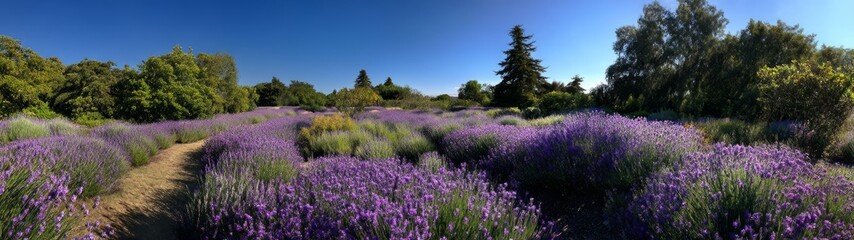Fototapeta premium Vibrant lavender fields nature hdr panoramas