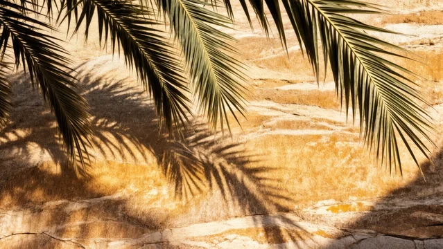 Minimalist sunlight pattern from palm leaves on textured wall