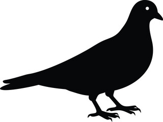 Black Pigeon Silhouette Isolated on White Background Wildlife Design