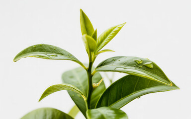 Fototapeta premium Dew Drops on Fresh Green Plant Leaves green leaves