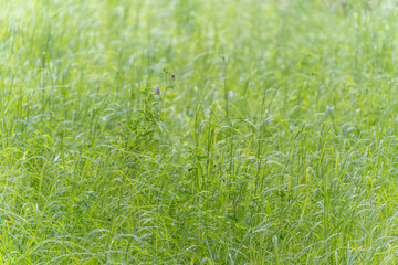 Tall, wild growth with some purple blossoms. Dense, lush green grass with scattered purple blossoms in a wild meadow. The scene appears tranquil and natural, almost untouched