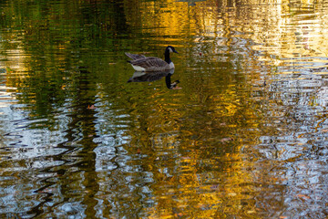 Canadian geese swimming peacefully in pond, bathed, migrating geese, water habitat, animal life, calm waters, nature scene, wildlife in sunlight