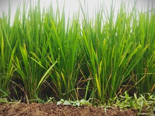 Close-up of green rice plants growing in fertile soil in a tropical paddy field, symbolizing agriculture, organic farming, and natural growth in rural countryside under daylight.