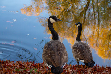 Canadian geese, birds North America on shore pond preparing for their southern migration during autumn, Natural grazing behavior, nature reserve