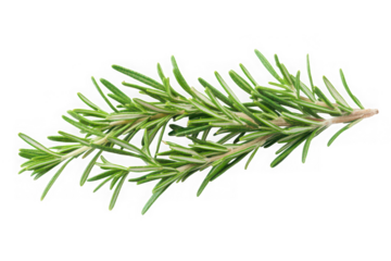 Fresh rosemary sprig isolated on black background for culinary use