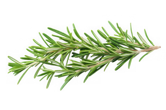 Fresh rosemary sprig isolated on black background for culinary use