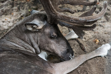 European Forest Reindeer rangifer tarandus fennicus