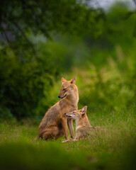 Mother and baby golden jackal (Canis aureus) sharing a tender moment in lush green grassland of Keoladeo National Park, India. Wildlife behavior captured in natural forest habitat.