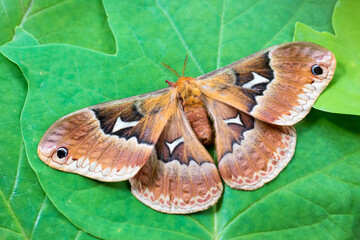 A giant Tulip-tree Silkmoth resting on Tulip tree leaves