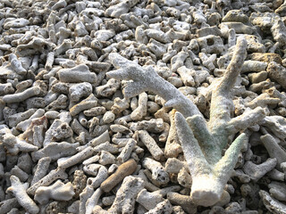 tree roots in the sand