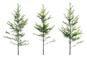 Three small evergreen trees isolated on a black background
