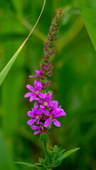 Close-up of Purple Loosestrife (Lythrum salicaria)