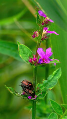 A pair of Japanese beetles (Popillia japonica) is mating on the stem of Purple Loosestrife
