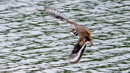 The Killdeer (Charadrius vociferus) is flying over the lake