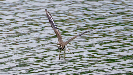 The Killdeer (Charadrius vociferus) is flying over the lake
