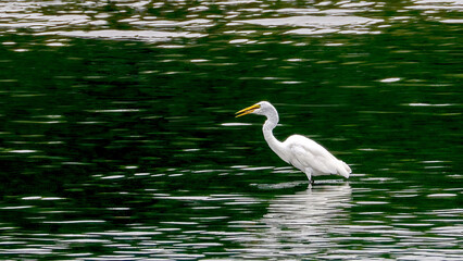 An egret is preying on the water