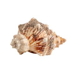 Fototapeta premium Close-up of a seashell, showing intricate spiral, brown and cream stripes