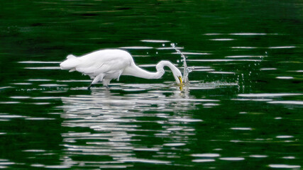 An egret is preying on the water