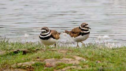 The Killdeers (Charadrius vociferus) are staying by the lake