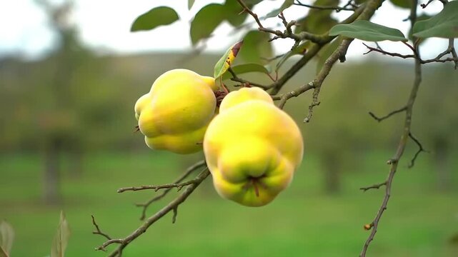 Golden Quinces on Tree Branch – Close-Up of Fuzzy Yellow Fruit with Twisted Twigs in Autumn Orchard Light