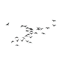 Flock of birds flying in formation isolated on transparent background