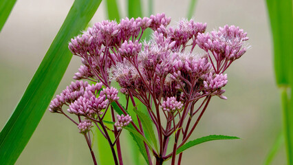 Close-up of a delicate Joe-Pye Weed
