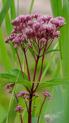Close-up of a delicate Joe-Pye Weed
