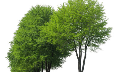 Row of lush green trees with white background foliage
