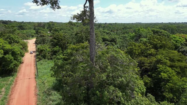 Aerial drone video showing a majestic Brazil nut tree (Bertholletia excelsa) rising high above the surrounding forest canopy in the brazilian Amazon