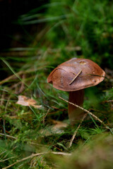 Pilz im Moos