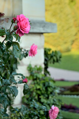 Rosen im Schlossgarten