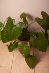 green foliage