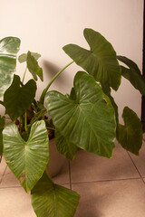 green foliage