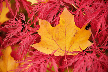 A yellow maple leaf lies on red leaves.