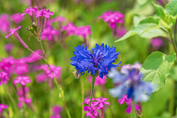 Blue cornflower Centaurea cyanus blooming in summer meadow