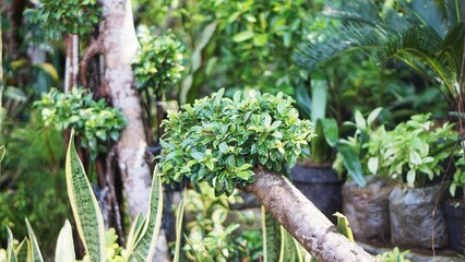Beautiful arrangement of tropical plants and ornamental trees in a lush garden, creating a refreshing natural atmosphere