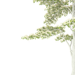 Various types of tree branch plants bushes shrub and and small plants isolated	
