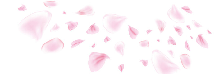 Pink rose or sakura petals. Spring Flowers. Romantic background. Vector illustration