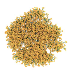 Various types of flowers grass bushes shrub and small plants isolated	
