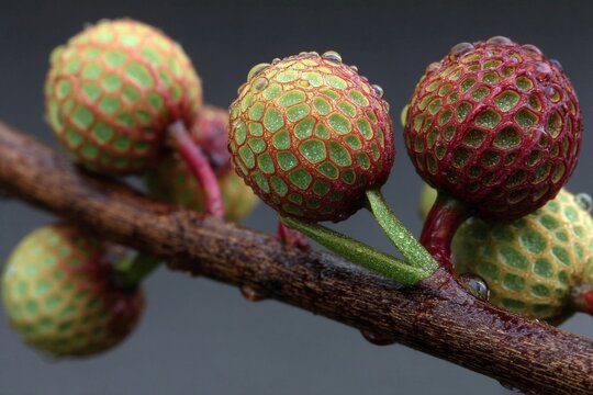 Close up view of green and red textured plant buds with water drops on a wet brown branch