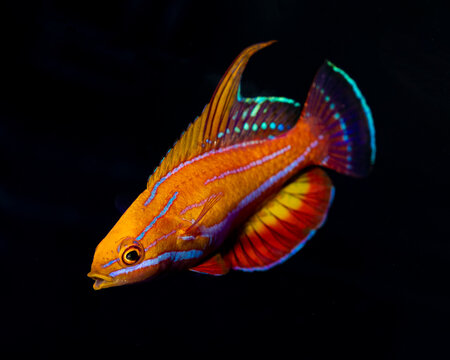 Amanda's flasher wrasse (Paracheilinus amanda)