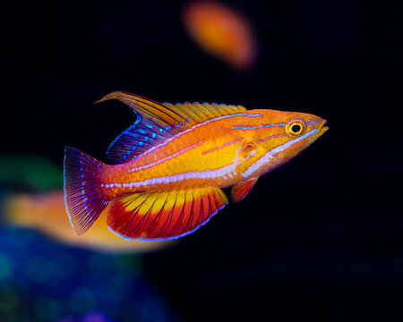 Amanda's flasher wrasse (Paracheilinus amanda)