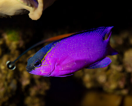 Blackcap basslet/gramma - Gramma melacara HD
