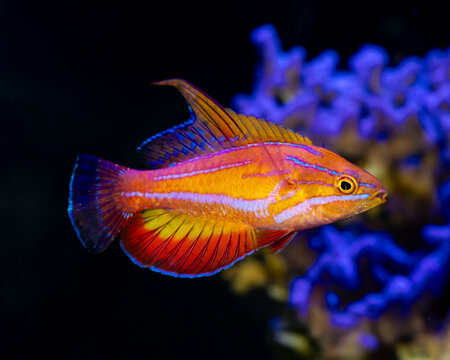 Amanda's flasher wrasse (Paracheilinus amanda)