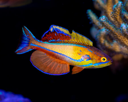 Mauritius Flasher Wrasse (Paracheilinus piscilineatus) 